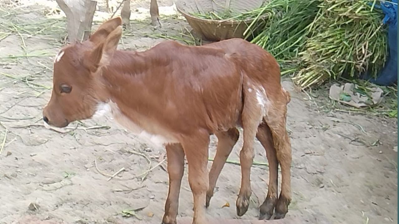 হোমনায় ছয় পা বিশিষ্ট বাছুরের জন্ম, এলাকায় চাঞ্চল্য